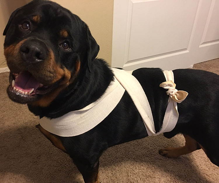 homemade thundershirt dog