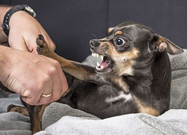 my dog hates the vet