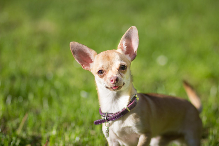 Dog Breed Of The Week: Chihuahua | Dog Training Nation