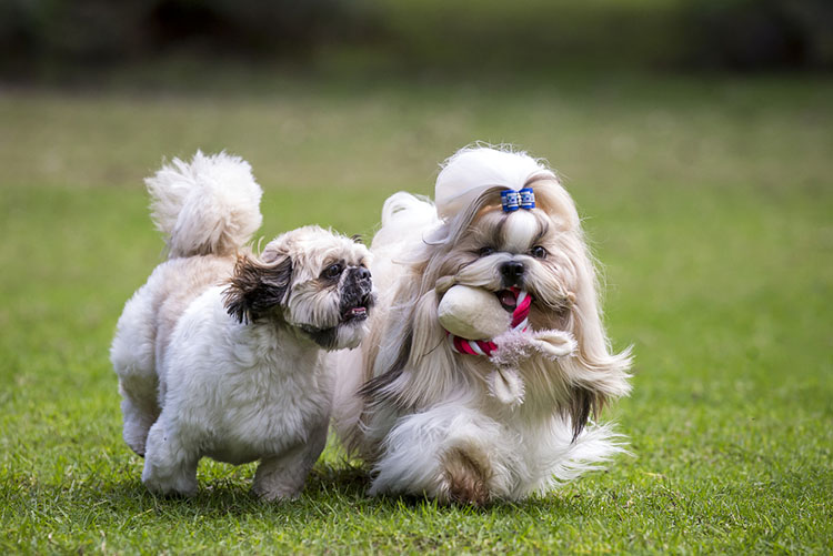 teacup shih tzu dog