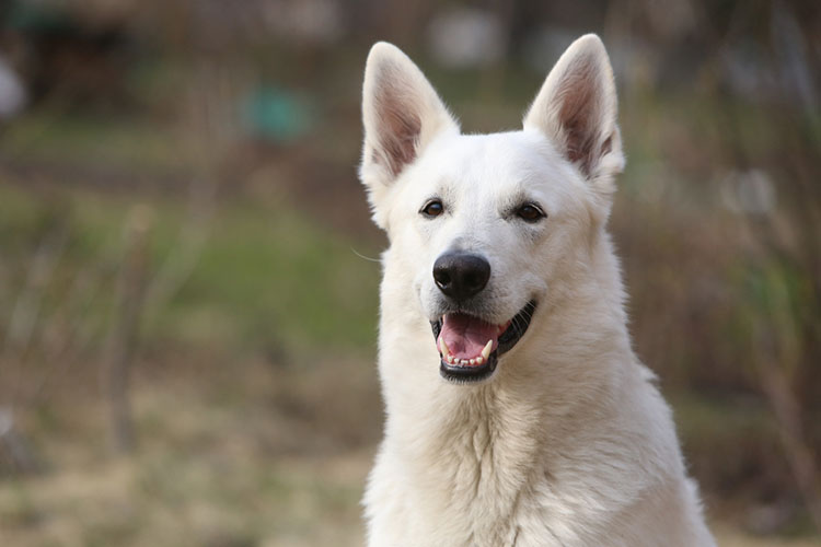 are white german shepherds deaf