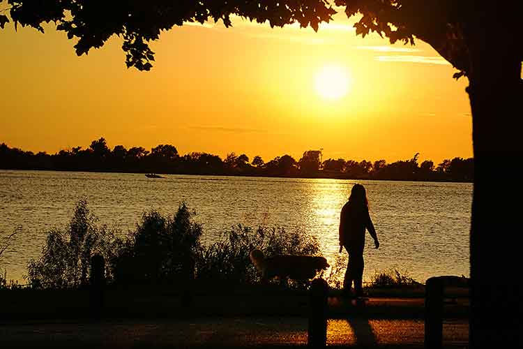 Walking Your Dog At Night? Stay Safe With These 5 Tips