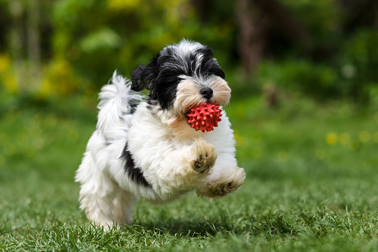 albino havanese