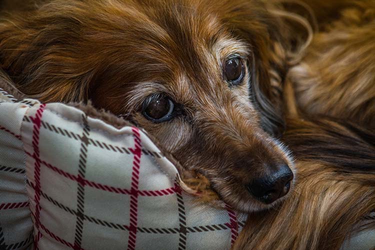 what to do when your old dog becomes incontinent