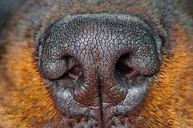 Why You And Your Dog Should Try Nose Work