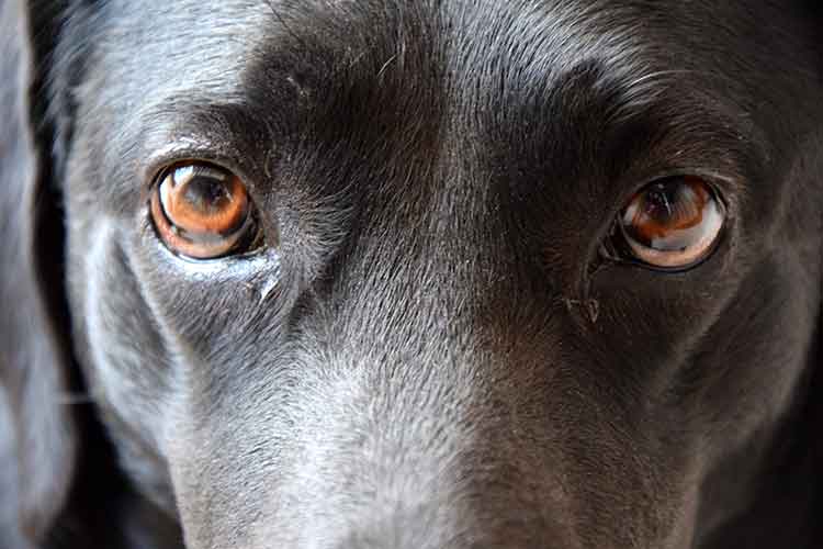 why do dogs look into your eyes