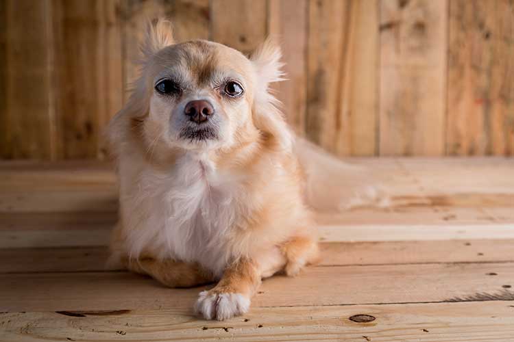 A Guide To Training A Hearing Impaired Dog Dog Training Nation