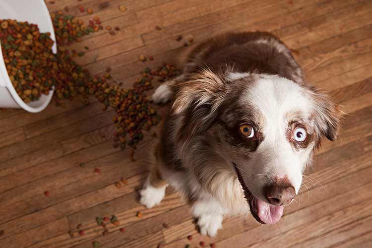 How To Protect Your Dog From Dog Food Recalls | Dog Training Nation