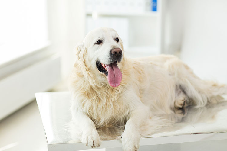 How To Break Up With Your Veterinarian Changing Vets