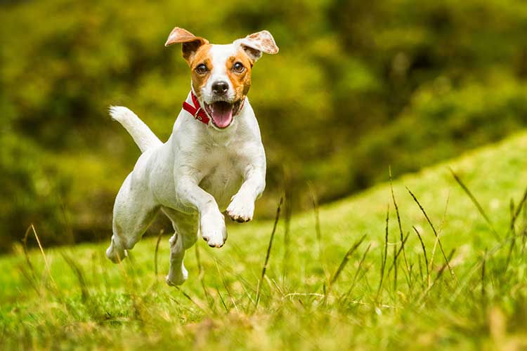 4 Dog Training Cues Every Dog Should Know Basic Dog Training Cues