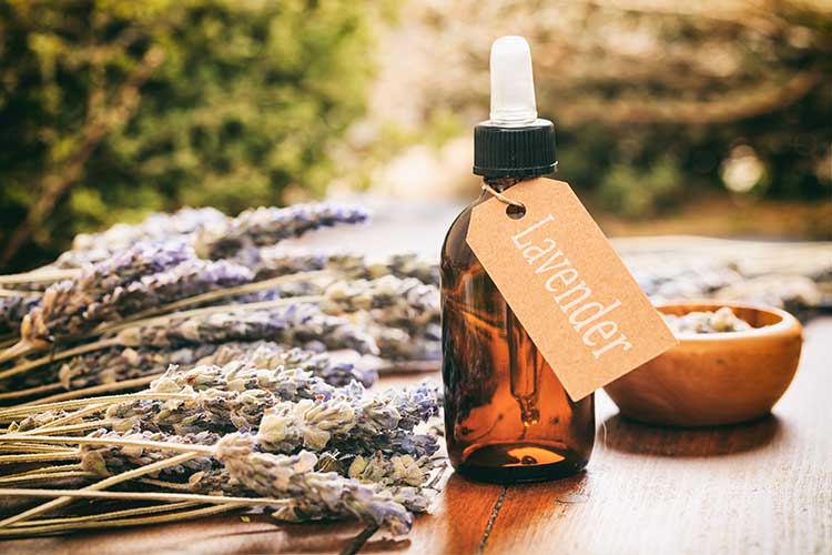 essential oil that calms dogs