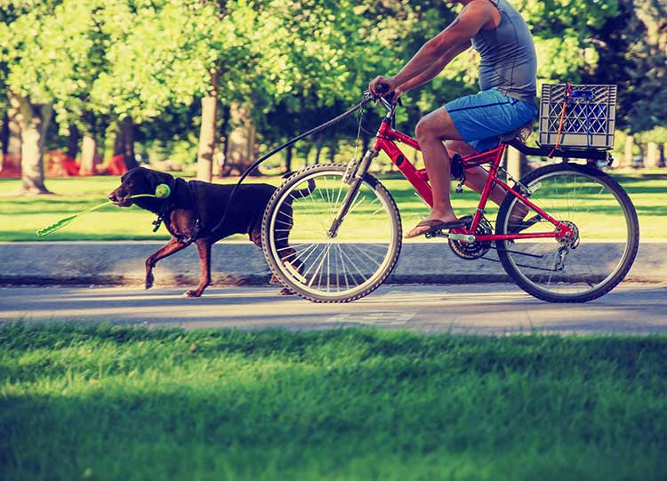 7 Tips For Bike Riding With Your Dog | Dog Training Nation