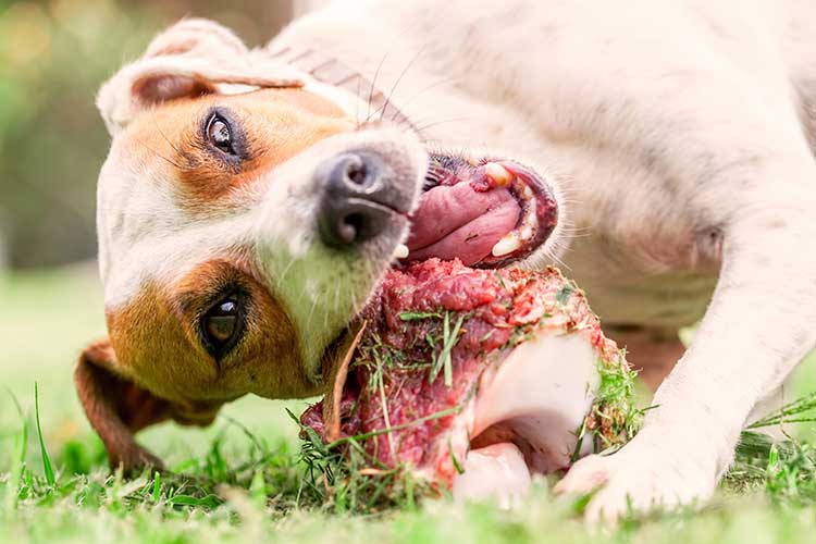 Dog Training Food Obsession Dog Training Food Obsession