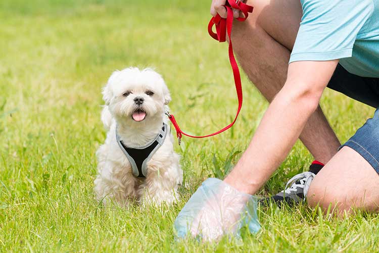 Natural Ways To Dispose Of Dog Poop Dog Training Nation