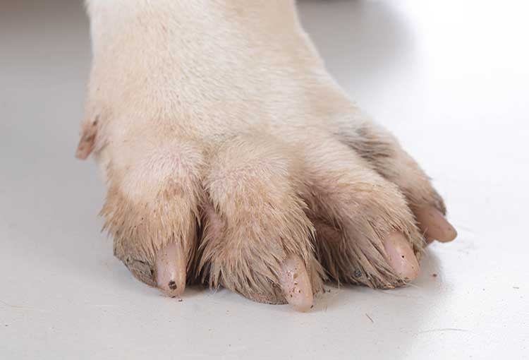yeast ken dog