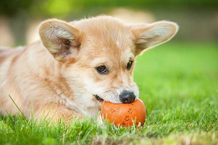 Homemade Puppy Teething Toys Archives