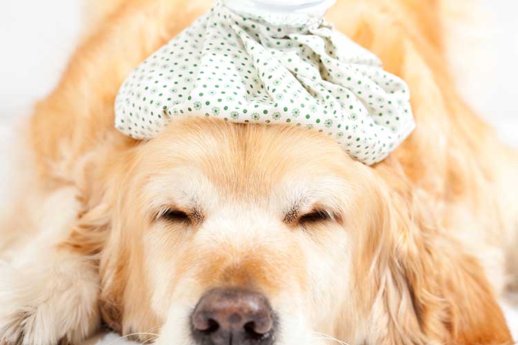 cold compress for dog wounds Archives Dog Training Nation