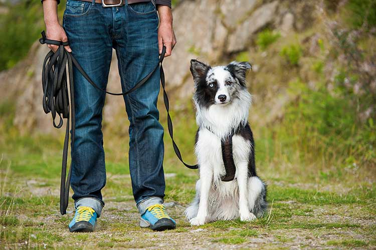 long line dog training