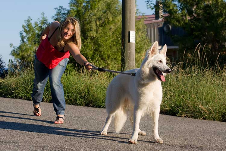 pulling puppy on leash