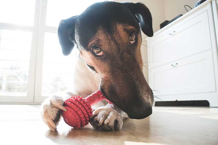 stuffed dog for dog training