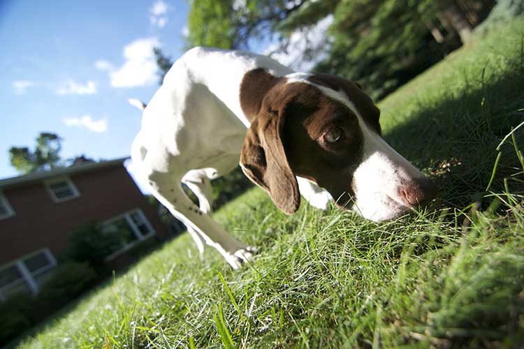 leaving dog outside while at work Archives Dog Training Nation