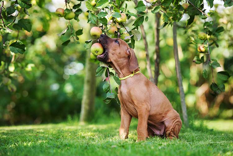 how do i stop my puppy from eating my plants