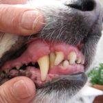 Why did my pet's black hair coat turn red? – Clinical Nutrition Service at  Cummings School