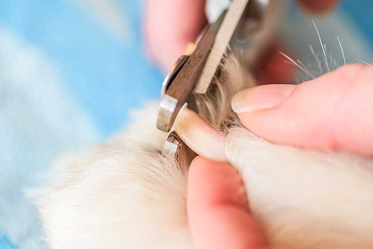 How To Stop Bleeding After Trimming Your Dog's Nails Too Short | Dog  Training Nation