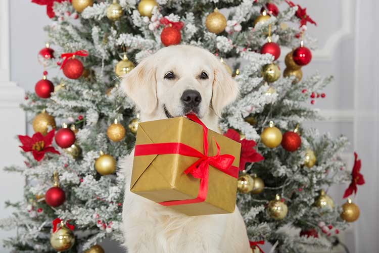 Best Christmas Gifts For Dogs 2017