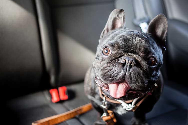Help! My Dog Hates Riding In The Car Dog Hates Car Rides