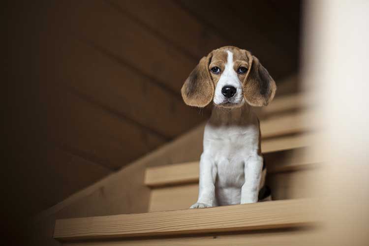 are stairs dangerous for your puppy