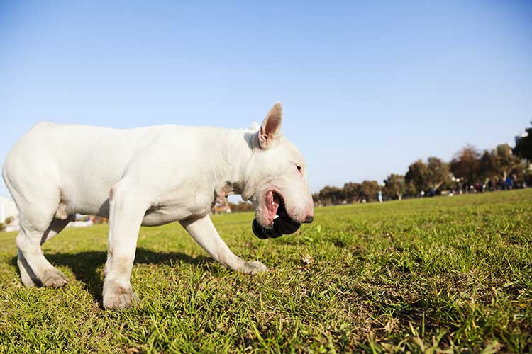 challenging kong stuffing
