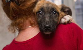 How To Start Volunteering For Dog Rescue Groups