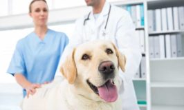 New Help For Dogs Scared During Veterinary Exams