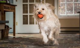 High Tech Dog Toys To Keep Your Dog’s Brain Busy