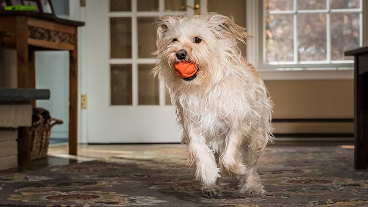 Smart Clicker – Pet Tutor® by Smart Animal Training Systems